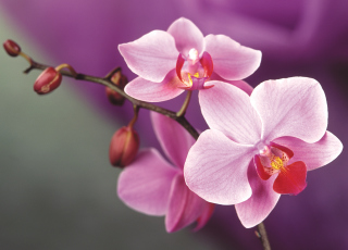 Orchid sfondi gratuiti per Samsung Galaxy Note 4