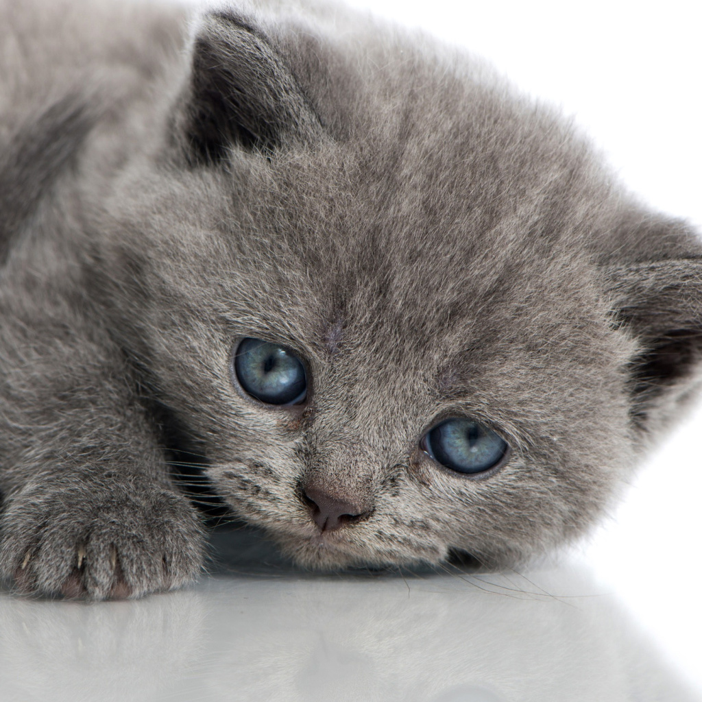 Sfondi Melancholic blue eyed cat 1024x1024
