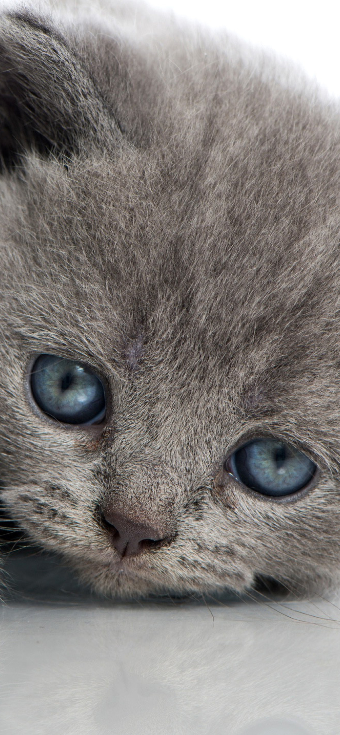 Sfondi Melancholic blue eyed cat 1170x2532