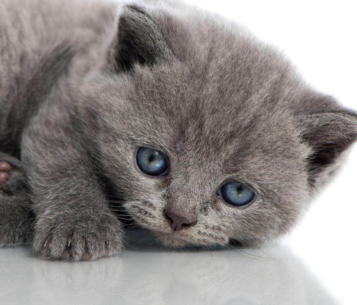 Sfondi Melancholic blue eyed cat 1200x1024