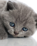 Das Melancholic blue eyed cat Wallpaper 128x160