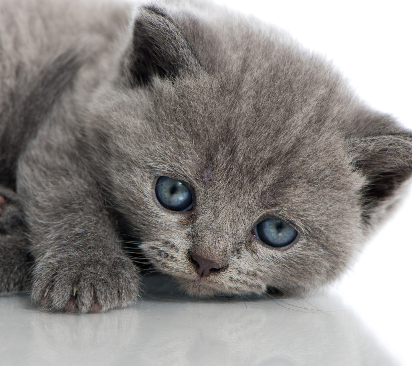 Обои Melancholic blue eyed cat 1440x1280