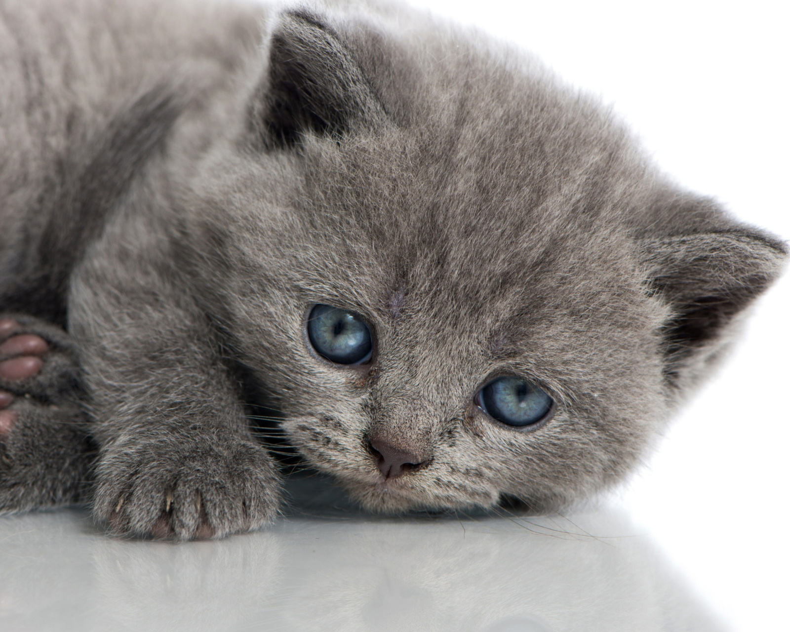 Melancholic blue eyed cat wallpaper 1600x1280