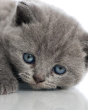Melancholic blue eyed cat screenshot #1 176x220