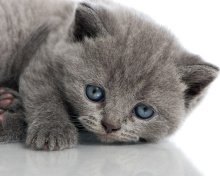 Обои Melancholic blue eyed cat 220x176