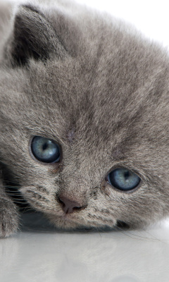 Das Melancholic blue eyed cat Wallpaper 240x400