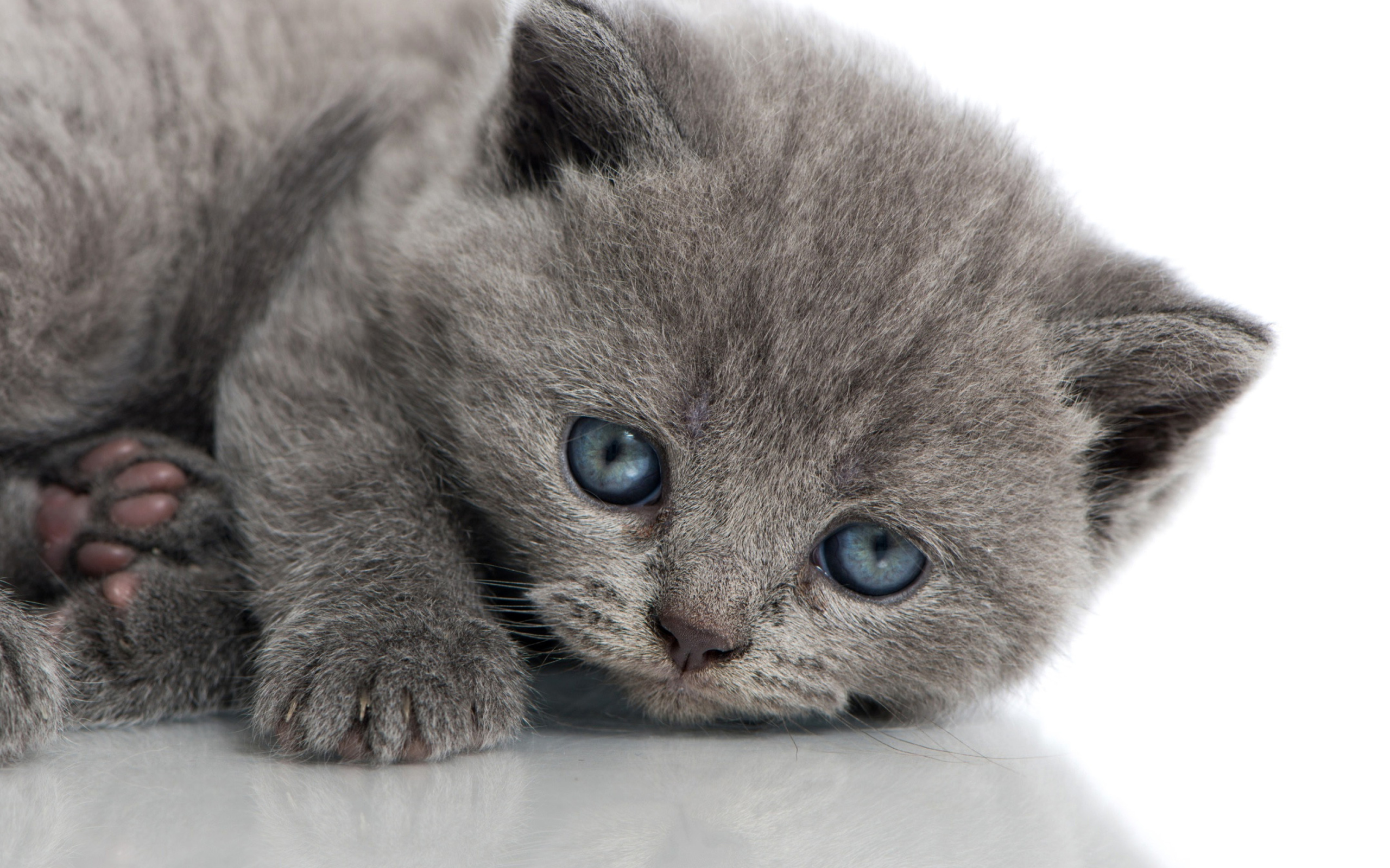 Обои Melancholic blue eyed cat 2560x1600