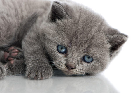 Обои Melancholic blue eyed cat 480x320