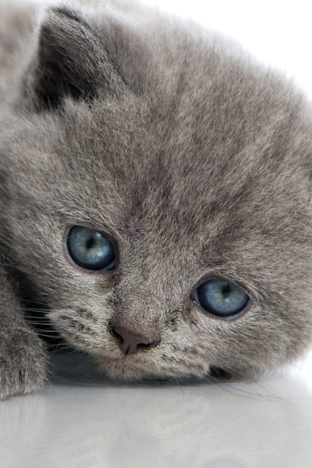 Screenshot №1 pro téma Melancholic blue eyed cat 640x960