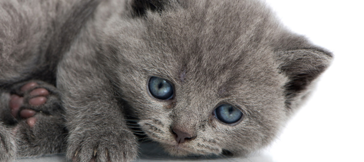 Melancholic blue eyed cat wallpaper 720x320
