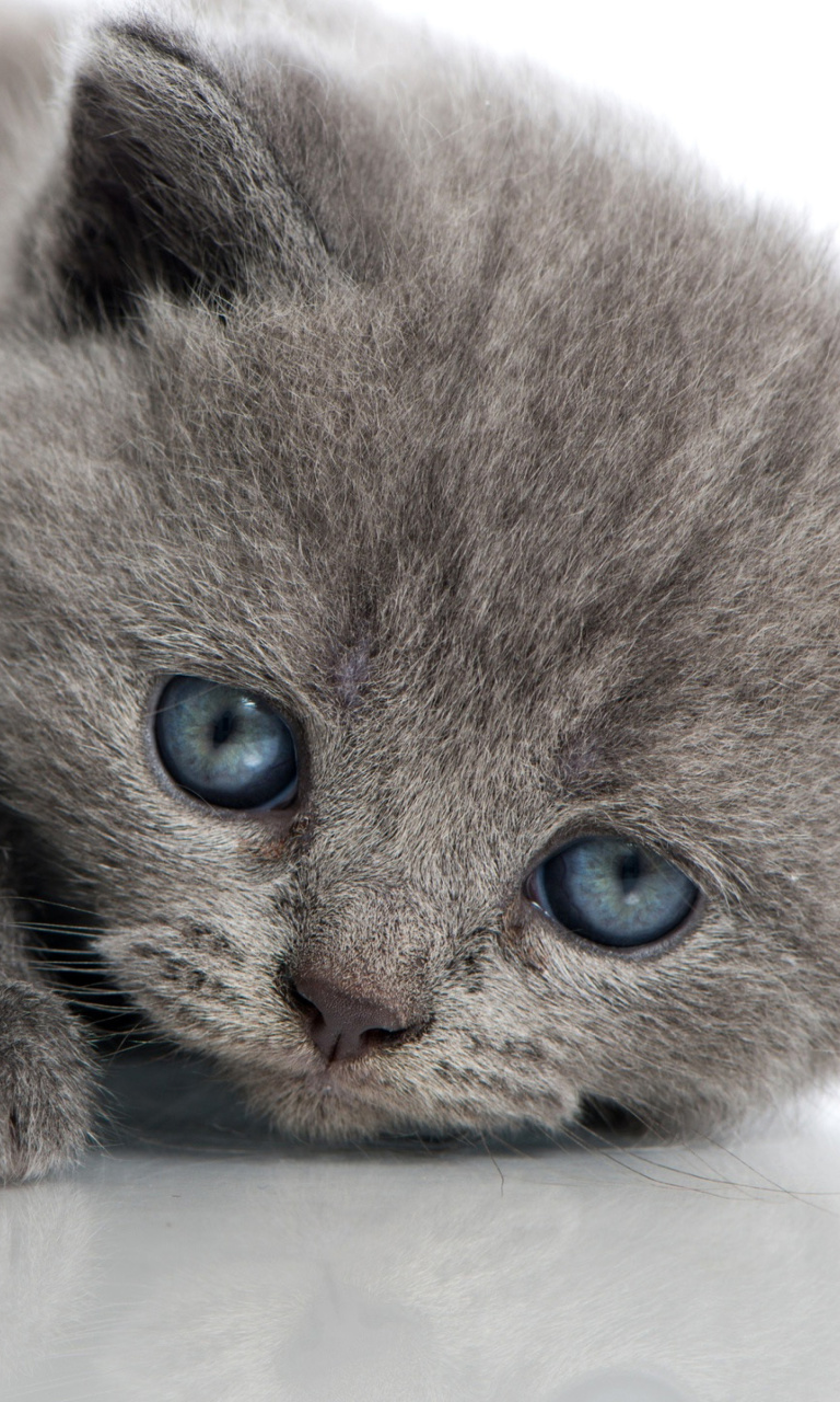 Das Melancholic blue eyed cat Wallpaper 768x1280
