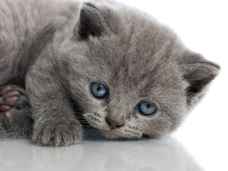 Melancholic blue eyed cat screenshot #1 800x600