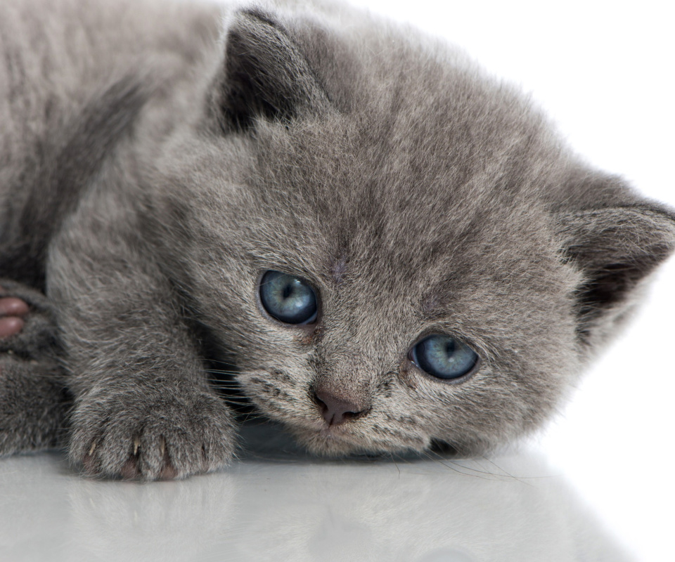 Melancholic blue eyed cat wallpaper 960x800