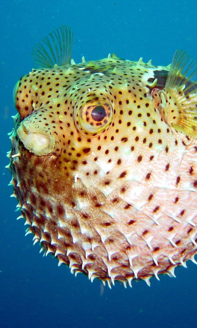 Das Puffer Fish, diving Wallpaper 768x1280