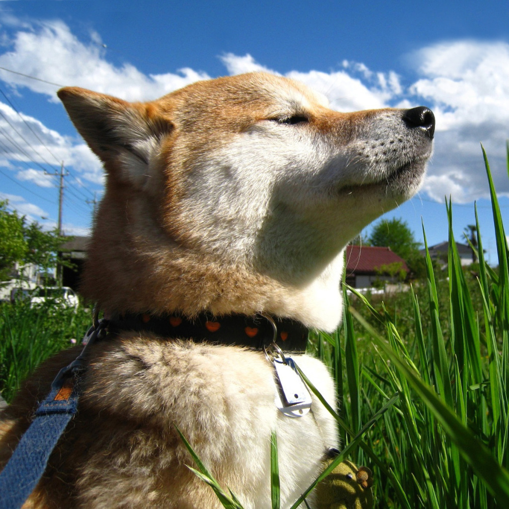 Akita Inu Dog screenshot #1 1024x1024