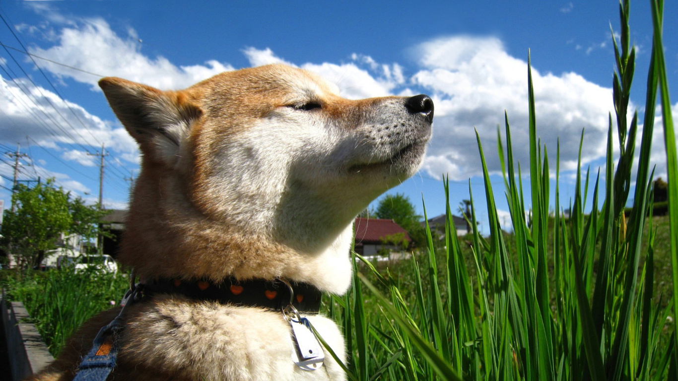 Akita Inu Dog screenshot #1 1366x768