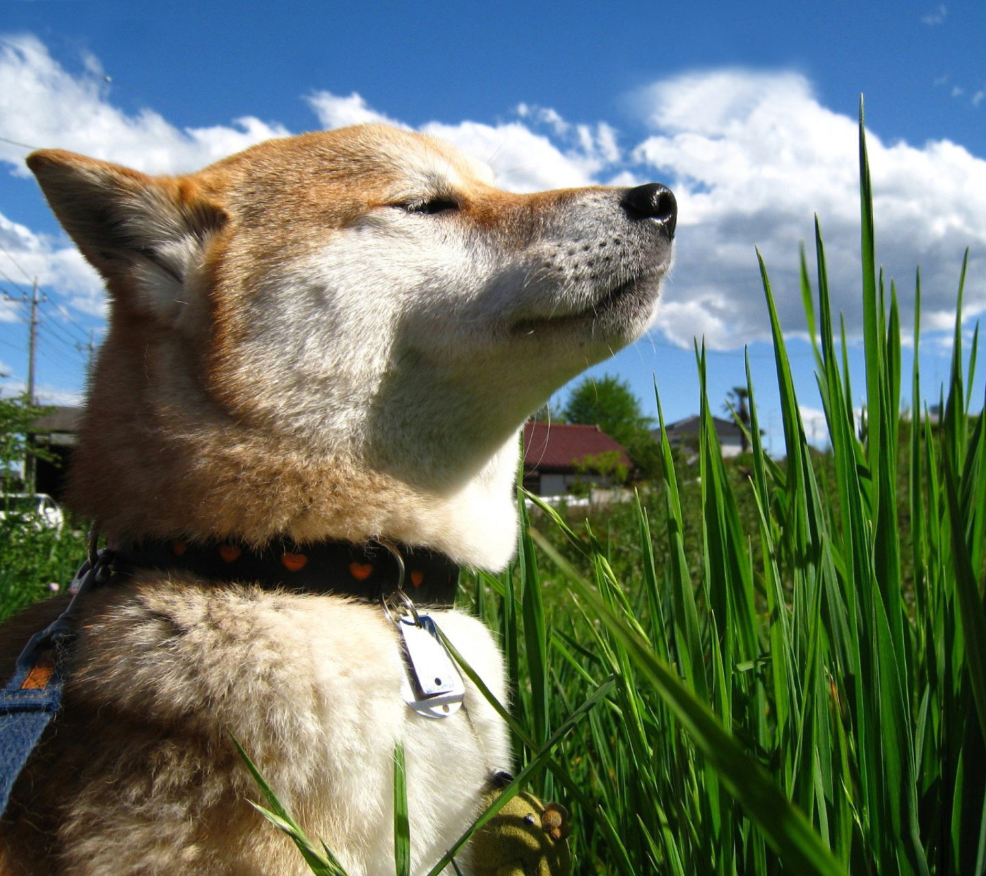 Fondo de pantalla Akita Inu Dog 1440x1280