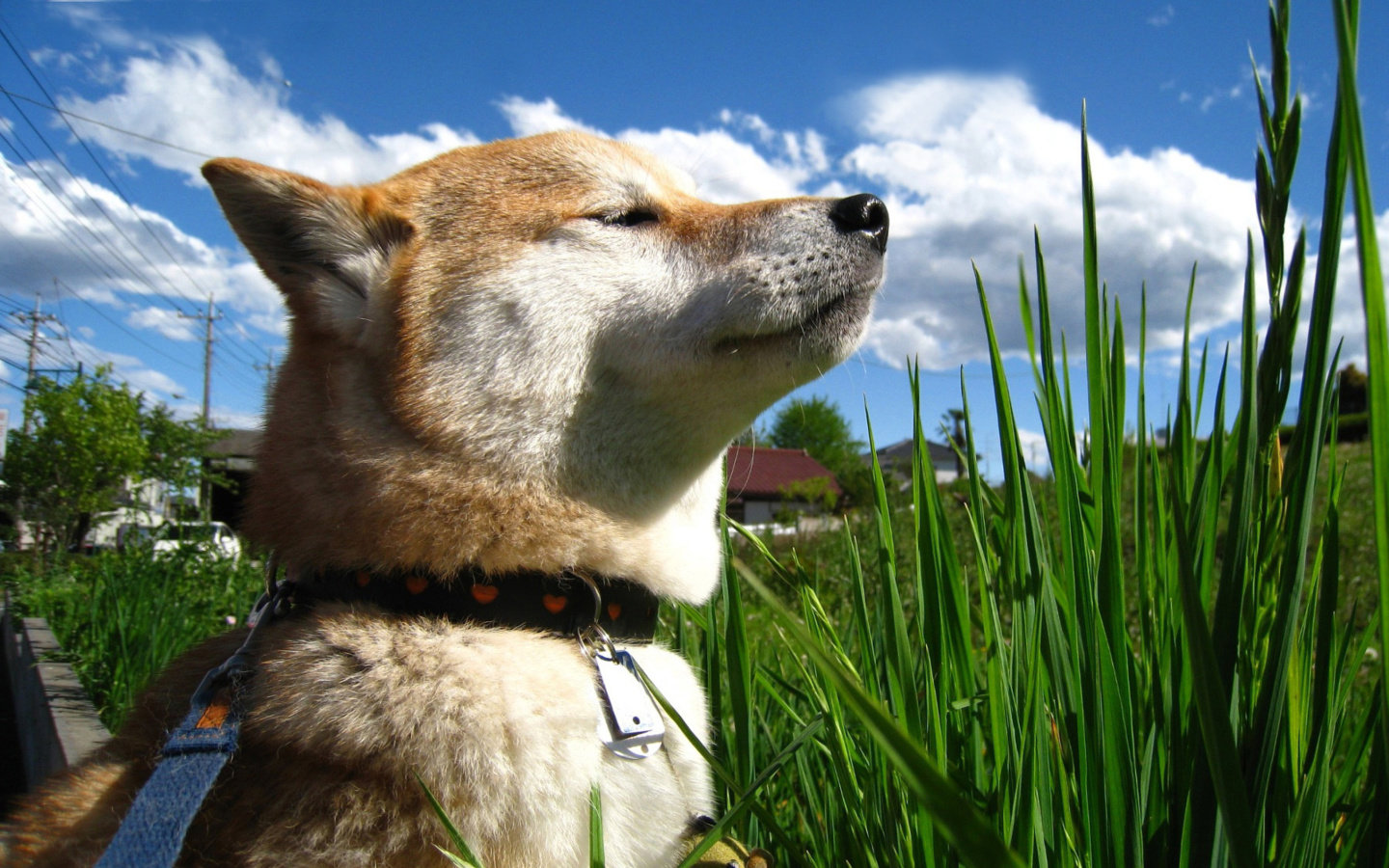 Fondo de pantalla Akita Inu Dog 1440x900