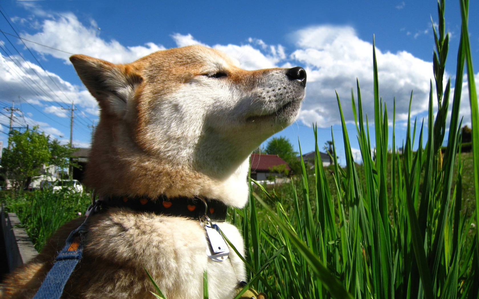 Akita Inu Dog screenshot #1 1680x1050