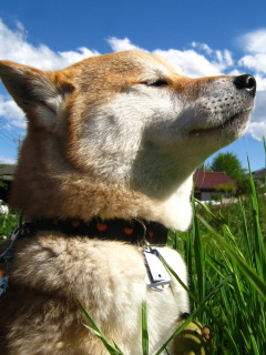 Akita Inu Dog screenshot #1 240x320
