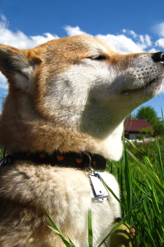 Akita Inu Dog screenshot #1 320x480