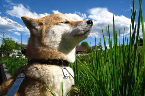 Akita Inu Dog screenshot #1 480x320