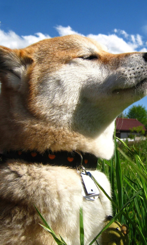 Обои Akita Inu Dog 480x800