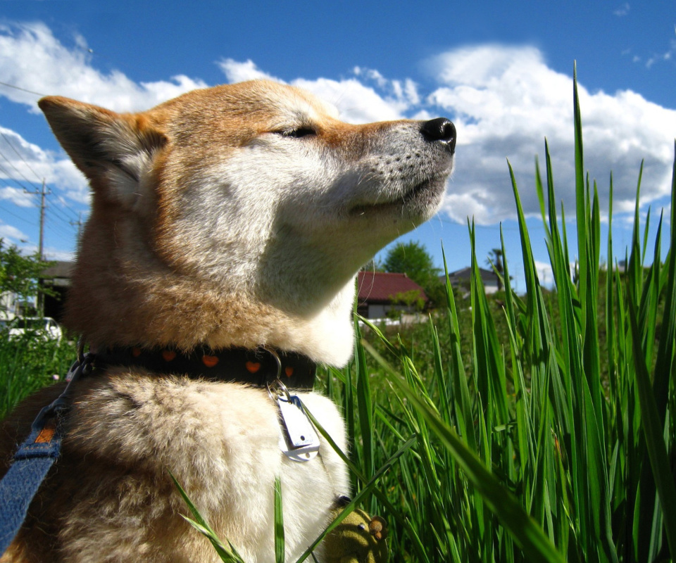 Das Akita Inu Dog Wallpaper 960x800