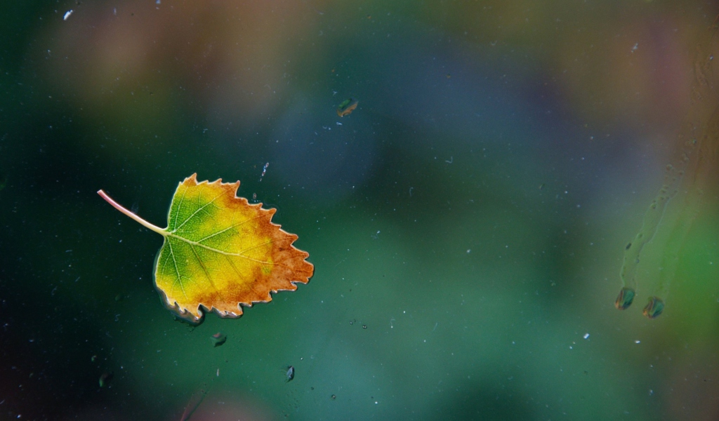 Sfondi Lonely Autumn Leaf 1024x600