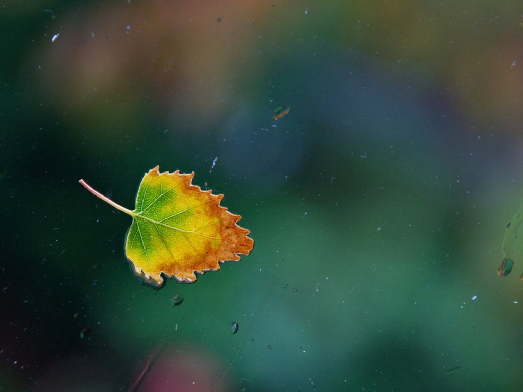 Screenshot №1 pro téma Lonely Autumn Leaf 1024x768