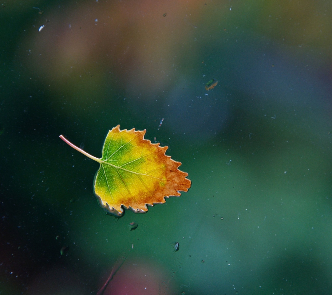 Das Lonely Autumn Leaf Wallpaper 1080x960