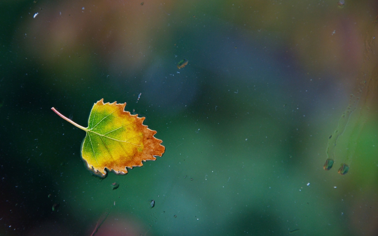 Lonely Autumn Leaf wallpaper 1280x800