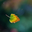 Lonely Autumn Leaf wallpaper 128x128