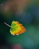 Lonely Autumn Leaf wallpaper 128x160