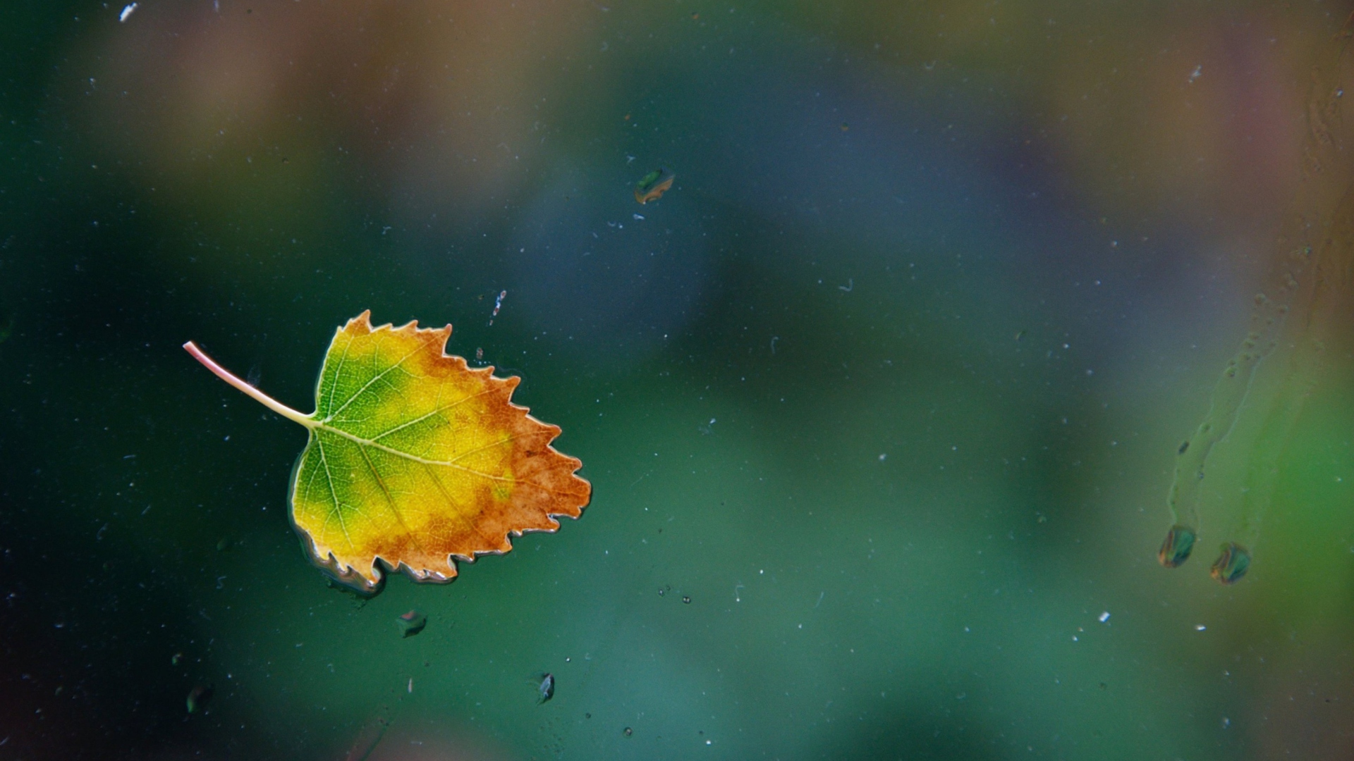 Lonely Autumn Leaf wallpaper 1920x1080