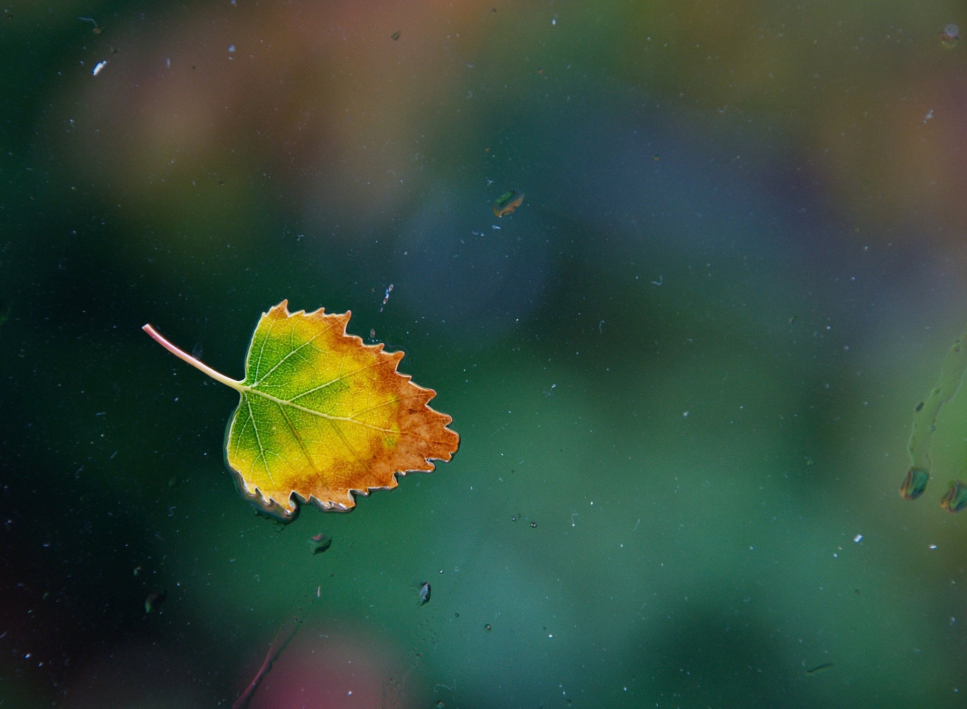 Lonely Autumn Leaf wallpaper 1920x1408