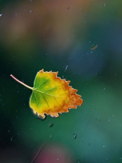 Lonely Autumn Leaf wallpaper 240x320