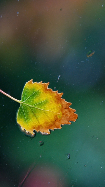 Das Lonely Autumn Leaf Wallpaper 360x640