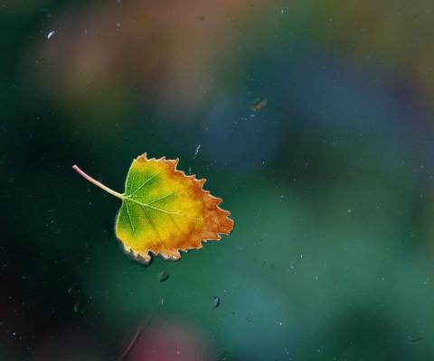 Lonely Autumn Leaf wallpaper 480x400