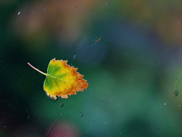 Das Lonely Autumn Leaf Wallpaper 640x480
