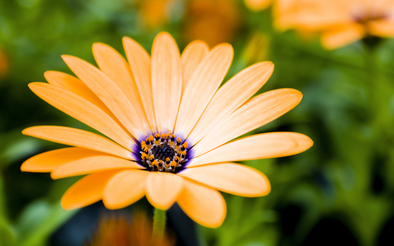 Das Orange Flower Wallpaper 1280x800