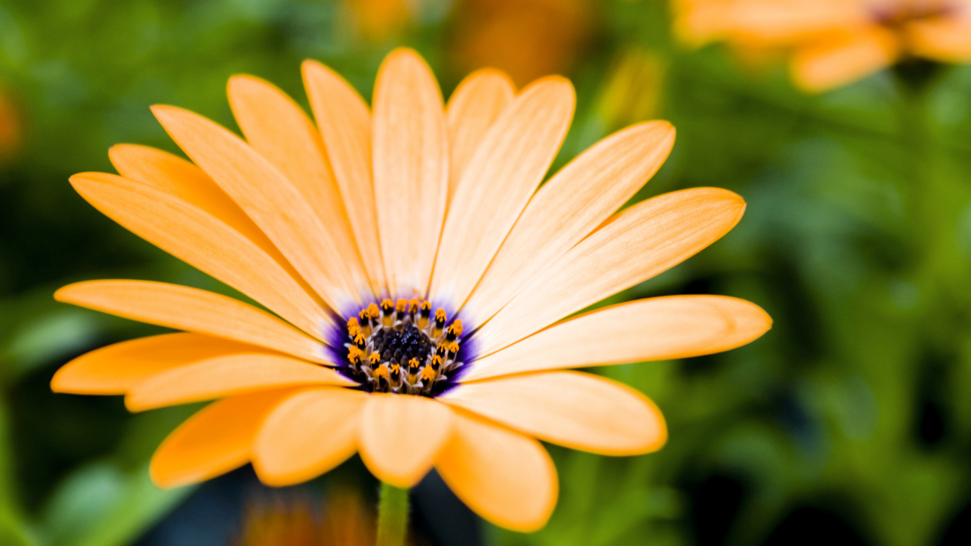 Das Orange Flower Wallpaper 1366x768