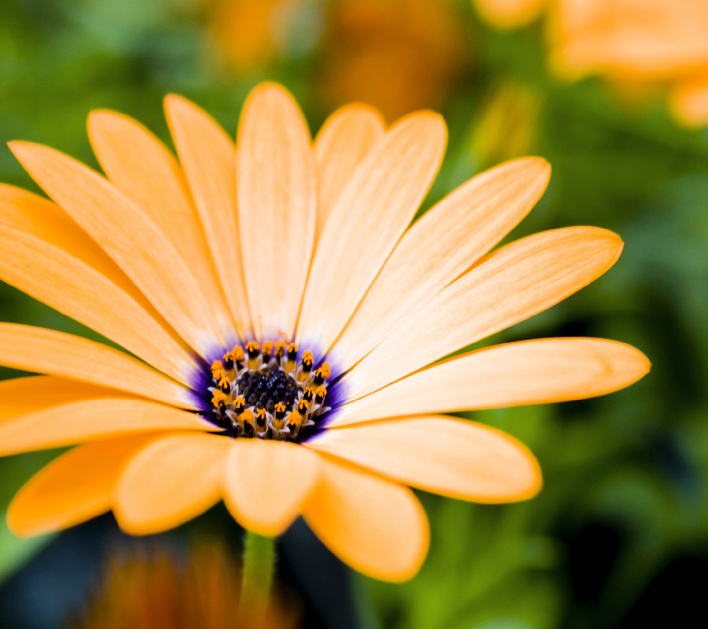 Orange Flower wallpaper 1440x1280