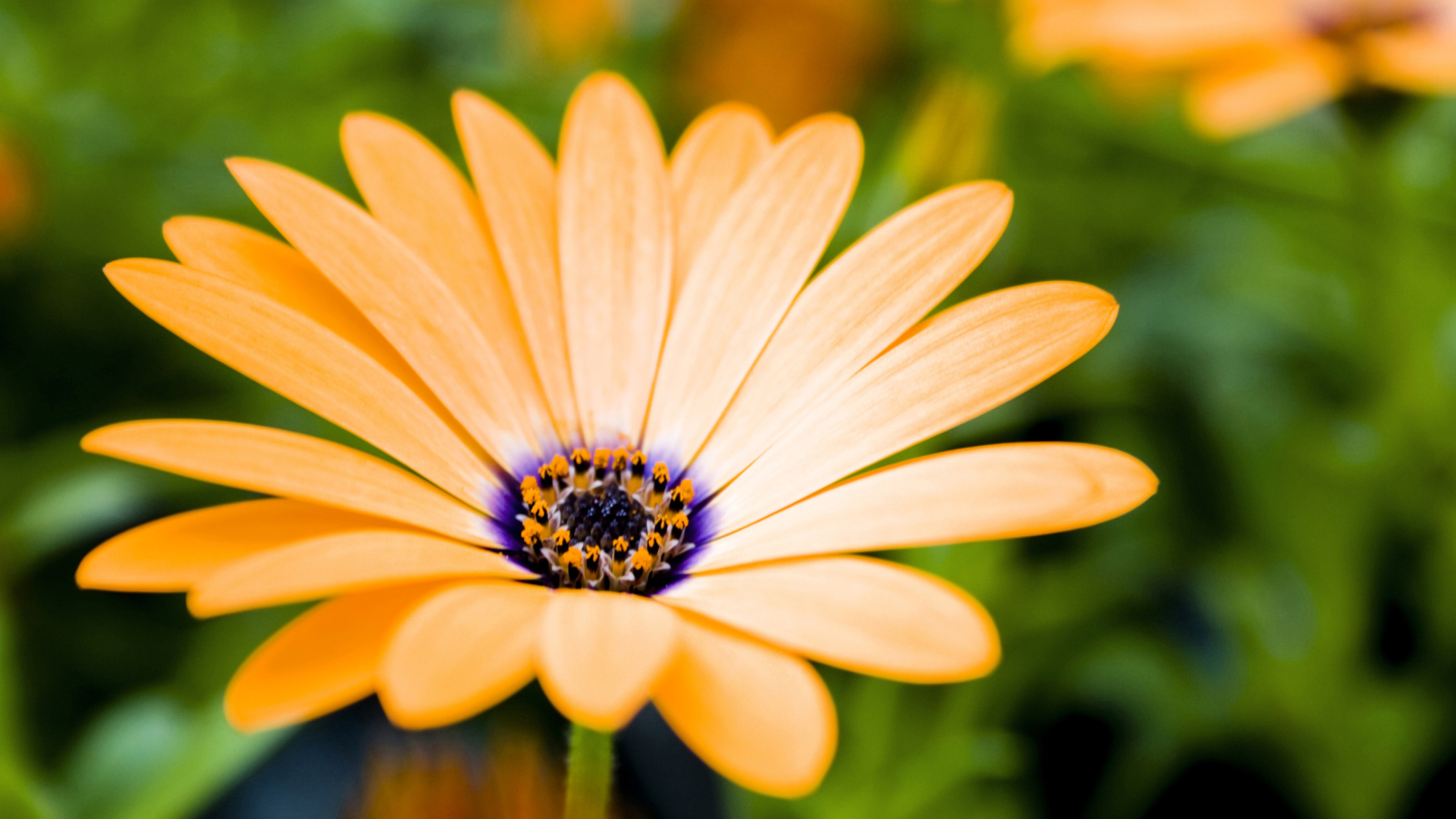 Sfondi Orange Flower 1600x900