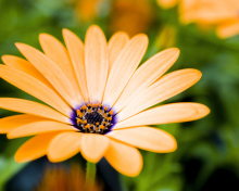 Sfondi Orange Flower 220x176