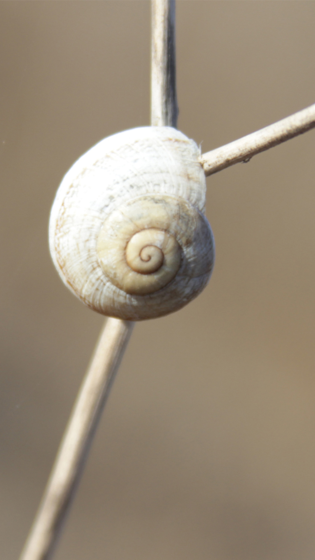 Sfondi White Shell Of Snail 1080x1920