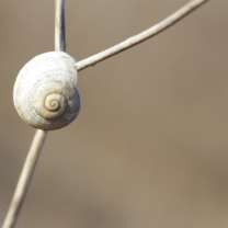 White Shell Of Snail wallpaper 208x208