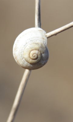 Sfondi White Shell Of Snail 240x400