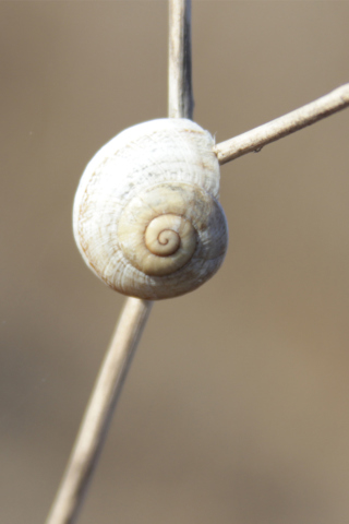 White Shell Of Snail screenshot #1 320x480