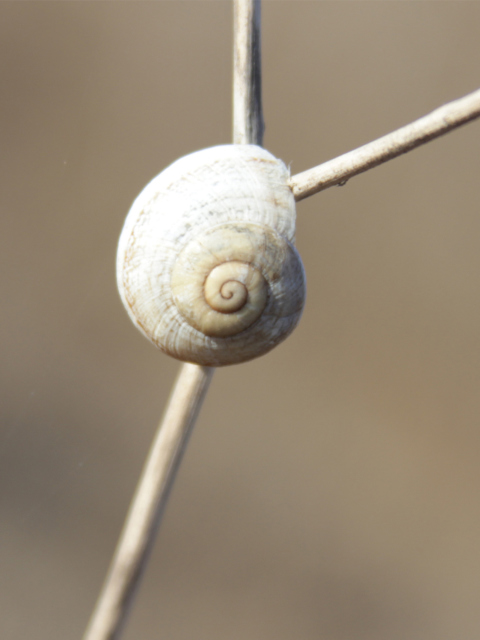 White Shell Of Snail screenshot #1 480x640